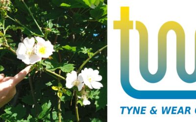 Taking Time to Smell the Flowers at Tyne and Wear Oils